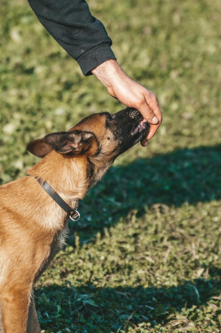 A dog eats a treat offered by an owner's hand in a sunny outdoor setting.