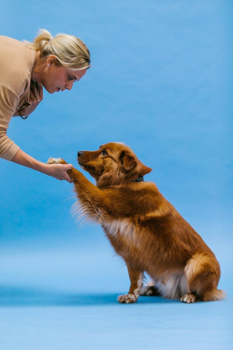 A woman training a Golden Retriever with a paw shake against a blue backdrop.