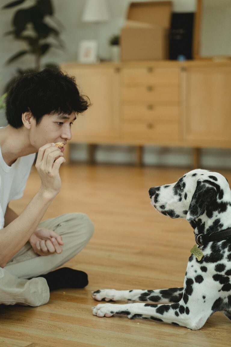 Person training a Dalmatian dog with a treat on a wooden floor indoors.